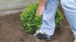 aanplanten.jpg